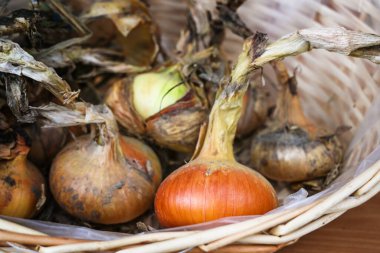 Küçük bir sepetin içinde kurumuş organik soğanlar, seçilen odak noktasından seçilmiş sağlıklı ev yapımı sebzeler çok dar bir alan.