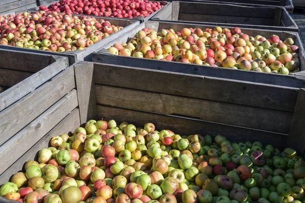 Large wooden boxes with different kinds of organic apples after the harvest in a cider factory, selected focus, narrow depth of field