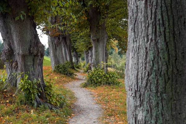 Schmale Allee Mit Alten Linden Auf Beiden Seiten Und Einem — Stockfoto