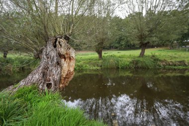 Mecklenburg-Batı Pomerania, Almanya 'da, Sternberg yakınlarındaki Warnow nehrinin kıyısında eski budaklı söğüt ağaçları (salya), kopyalama alanı, seçilmiş odak alanı, dar alan derinliği