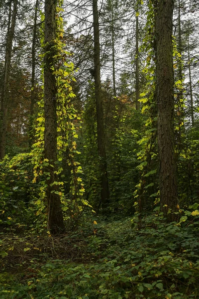 Plantas Lúpulo Silvestre Humulus Lupulus Están Subiendo Troncos Abeto Borde — Foto de Stock