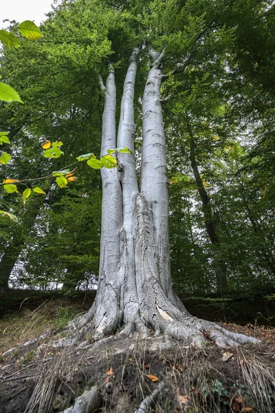 Trois Troncs Hêtre Croissent Ensemble Avec Une Racine Une Couronne — Photo