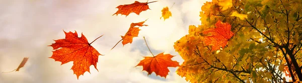 Red and golden colored autumn leaves falling down from a maple tree, sky with clouds and copy space, panoramic format, motion blur, selected focus, narrow depth of field