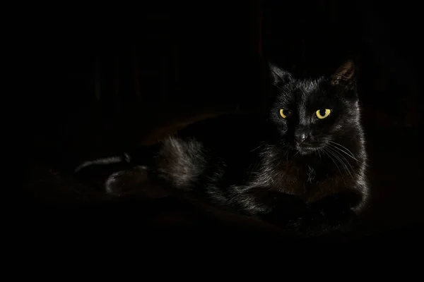 Черный Кот Желтыми Зелеными Глазами Лежит Темном Фоне Боковой Свет — стоковое фото