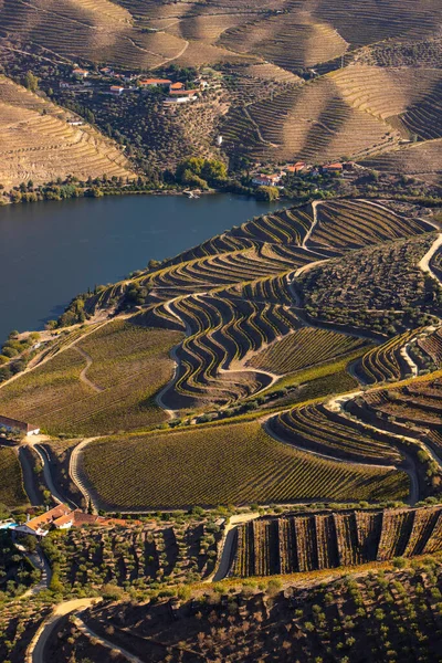 Hasat Mevsiminde Vindima Alto Douro Vinhateiro Üzüm Bağları Unesco Dünya — Stok fotoğraf