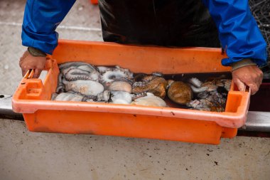 Portekiz, Apulia 'da denizden taze ahtapot getiren balıkçı.
