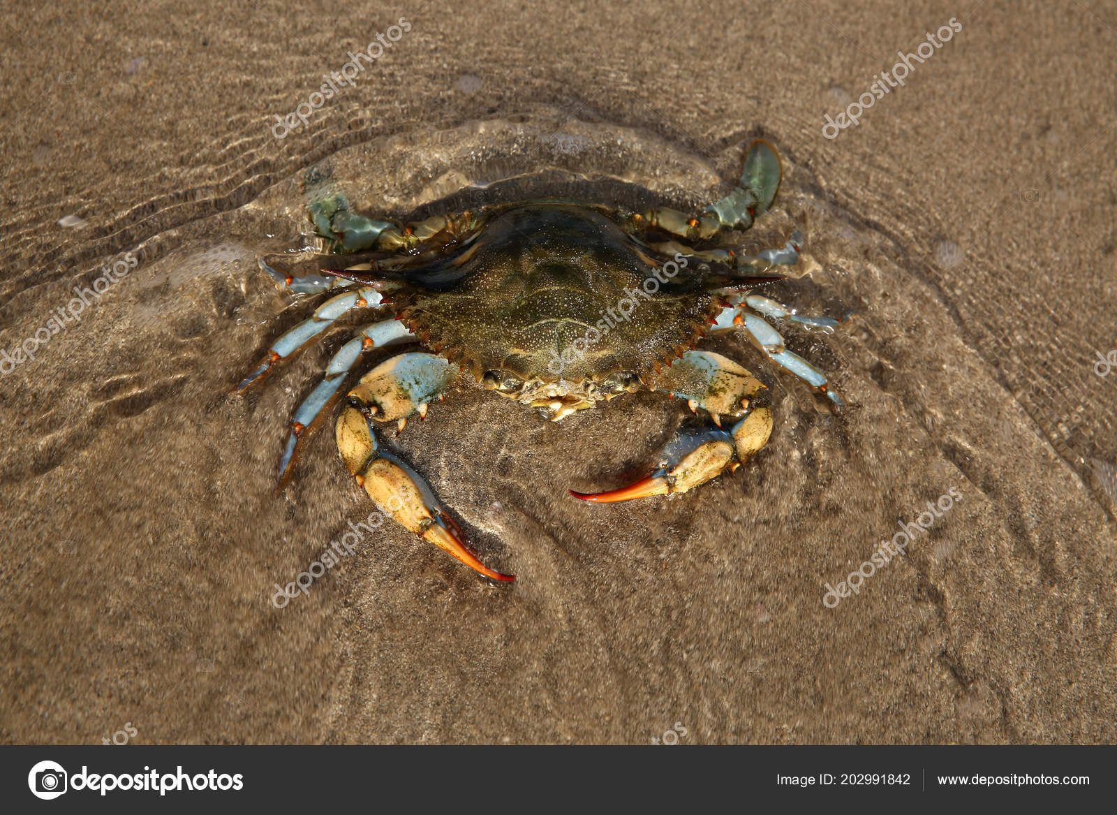 Giant Blue Crab Sandy Shore Mediterranean Sea Female Blue Crab Stock Photo Image By C V75 202991842