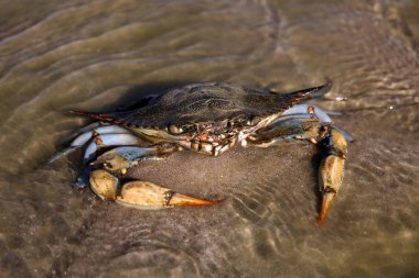 Akdeniz 'in kumlu sahillerinde dev mavi yengeç. Dişi bir mavi yengeç deniz kıyısında avlanır. Öğleden sonra okyanusta üreme mevsiminde dev mavi eklem bacaklı yengeç. Kocaman yengeç pençeleri..