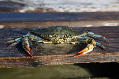 Akdeniz 'in kumlu sahillerinde dev mavi yengeç. Dişi bir mavi yengeç deniz kıyısında avlanır. Dev bir mavi eklembacaklı yengeç, gün boyunca okyanus kıyısında tahta kalasların üzerinde yatar. Kocaman yengeç pençeleri..