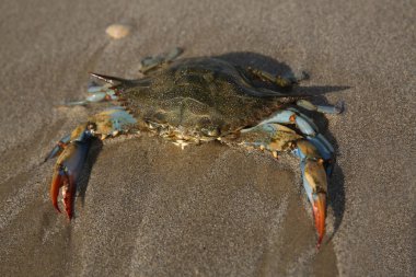 Akdeniz 'in kumlu sahillerinde dev mavi yengeç. Dişi bir mavi yengeç deniz kıyısında avlanır. Öğleden sonra okyanusta üreme mevsiminde dev mavi eklem bacaklı yengeç. Kocaman yengeç pençeleri..