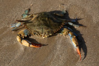 Akdeniz 'in kumlu sahillerinde dev mavi yengeç. Dişi bir mavi yengeç deniz kıyısında avlanır. Öğleden sonra okyanusta üreme mevsiminde dev mavi eklem bacaklı yengeç. Kocaman yengeç pençeleri..