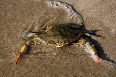 Akdeniz 'in kumlu sahillerinde dev mavi yengeç. Dişi bir mavi yengeç deniz kıyısında avlanır. Öğleden sonra okyanusta üreme mevsiminde dev mavi eklem bacaklı yengeç. Kocaman yengeç pençeleri..