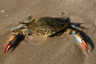 Akdeniz 'in kumlu sahillerinde dev mavi yengeç. Dişi bir mavi yengeç deniz kıyısında avlanır. Öğleden sonra okyanusta üreme mevsiminde dev mavi eklem bacaklı yengeç. Kocaman yengeç pençeleri..