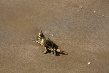 Akdeniz 'in kumlu sahillerinde dev mavi yengeç. Dişi bir mavi yengeç deniz kıyısında avlanır. Öğleden sonra okyanusta üreme mevsiminde dev mavi eklem bacaklı yengeç. Kocaman yengeç pençeleri..