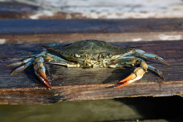 Giant blue crab on the sandy shore of the Mediterranean Sea.A female blue crab hunts on the seashore. A giant blue arthropod crab lies on wooden planks during the day by the ocean. Huge crab claws.