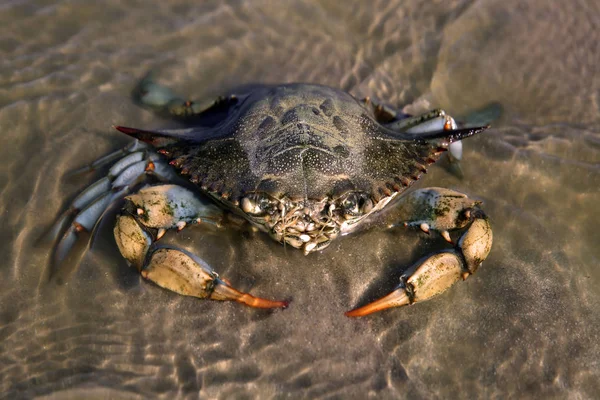 Giant blue crab on the sandy shore of the Mediterranean Sea.A female blue crab hunts on the seashore. Giant blue crab arthropod during the afternoon breeding season at the ocean. Huge crab claws.