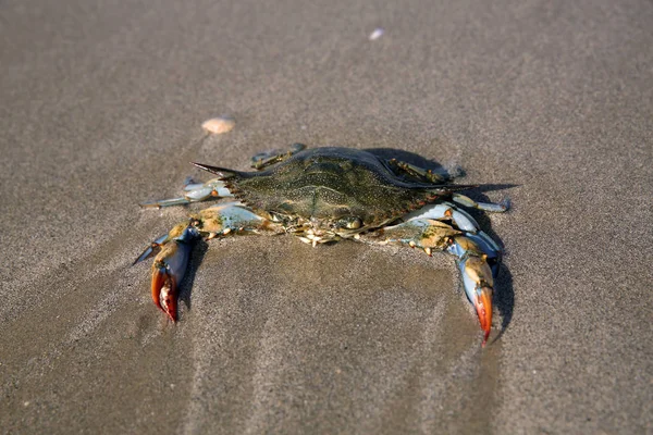 Giant blue crab on the sandy shore of the Mediterranean Sea.A female blue crab hunts on the seashore. Giant blue crab arthropod during the afternoon breeding season at the ocean. Huge crab claws.