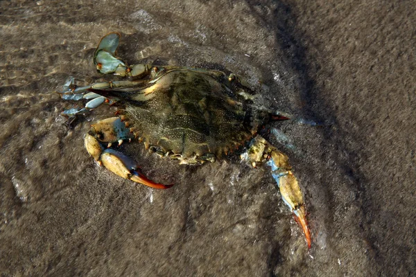 Giant blue crab on the sandy shore of the Mediterranean Sea.A female blue crab hunts on the seashore. Giant blue crab arthropod during the afternoon breeding season at the ocean. Huge crab claws.