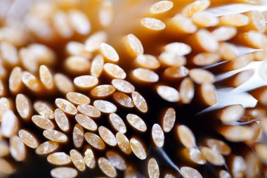 Spagetti dokusu. Makarna. Sarı. Yiyecekler. Yuvarlak borular                                                              