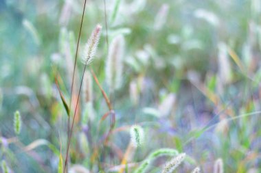 Yeşil saplı çimen tarlası.