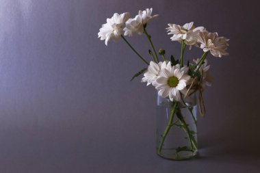 Bir buket papatya çayı gri arka planda cam bir vazoda..