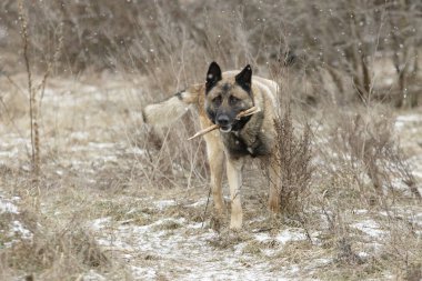 Tek zencefil Alman shepher kuru bir alanda dişlerini bir sopa ile kış düşen kar ile standları