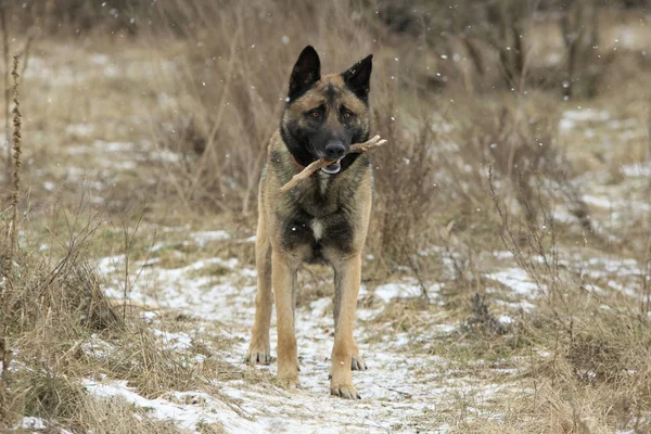 Rufous German Shepherd Stands Snowy Field Stick His Mouth Snow — Stock Photo, Image