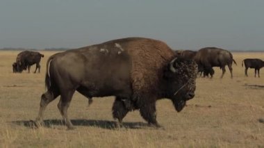 Büyük vahşi buffalo bir hakim erkek olarak (1080 p, 25 fps arıyorum flock girer)