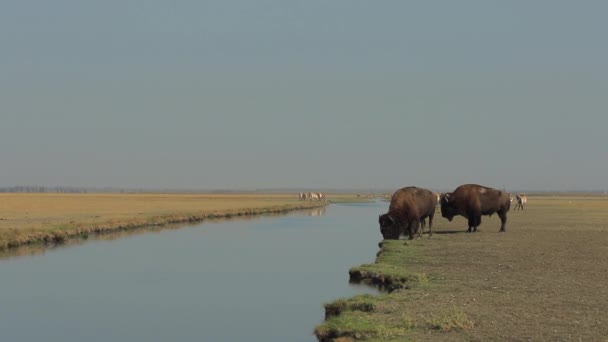 Drenken Plaats Landschap Met Twee Wilde Mannelijke Buffels Voorgrond Van — Stockvideo