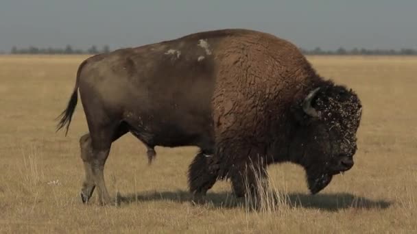 Bisonte Adulto Salvaje Camina Roza Una Estepa 1080P 25Fps — Vídeos de Stock