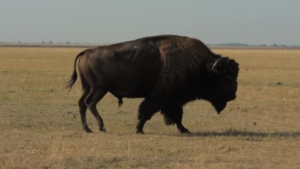 Enorma Vilda Manliga Amerikanska Buffalo Promenader Torka Stäpp 1080P 25Fps — Stockvideo