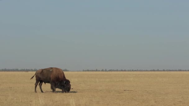 Bison Sauvage Amérique Est Seul Dans Une Prairie Paissent 1080P — Video