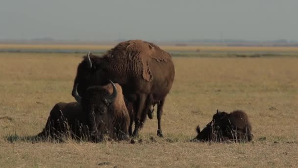野生美国野牛家庭与一个年轻的小牛躺在干燥的草地上 1080P 25Fps — 图库视频影像