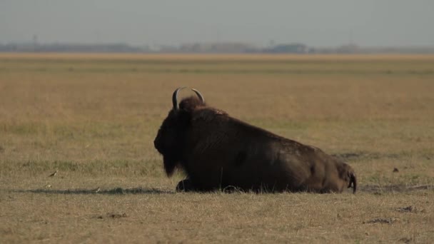Wilder Amerikanischer Bison Liegt Staub Der Askania Nova Steppe 1080P — Stockvideo