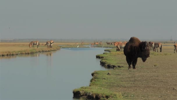 Vilda Amerikansk Bison Står Vid Floden Med Många Olika Vilda — Stockvideo