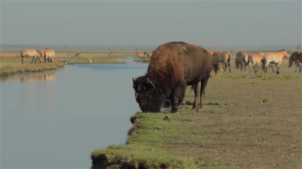 Badort Landskap Med Två Vilda Manliga Buffalo Förgrunden Olika Djur — Stockvideo