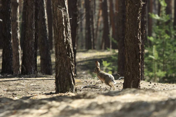 Lebre Cinza Selvagem Salta Uma Floresta Coníferas — Fotografia de Stock