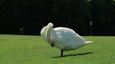 Tek bir yeşil çim üzerinde MUTE swan duruyor ve bu tüyleri (1080 p, 25 fps kendine çeki düzen)