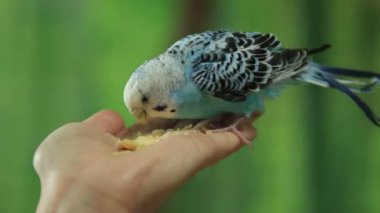 Mavi muhabbet kuşu breadh kırıntıları bir kadının avuç (1080 p 25 fps, 1/2 gerçek zamanlı hız içinde oturan yiyor)