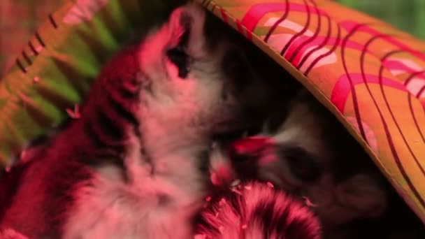 Para Royal Lemury Umyć Siebie Zbliżenie 1080P — Wideo stockowe
