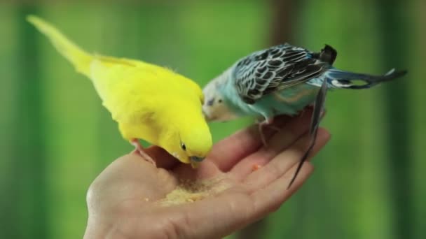 Two Parrots Yellow Blue Sits Woman Palm Eats Breadh Crumbs — стоковое видео