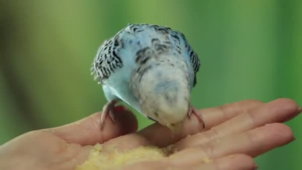 Alimentazione Mano Budgerigar Blu Con Briciole Pane 1080P 50Fps — Video Stock