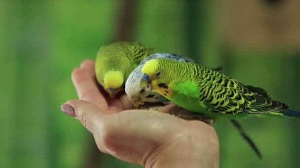 Three Parrots Different Colors Eats Breadh Crumbs Sitting Woman Palm — Stock Video