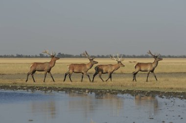 Grup dört vahşi kızıl geyik erkeklerin walkes üst üste göl kıyısı boyunca kuru bir vahşi bozkır tarafından