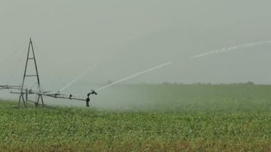 Sulama sistemi yeşil alana Sulama tarımsal ürün bileşik görüntüleri (1080 p 25 fps, bileşik bir güçlü su jetleri ile çalışır.)