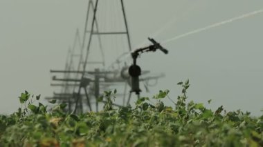 Bileşik üç footages, sulama sistemi dosyalanmış bir yeşil büyüyen içinde (bileşik, 1080 p, 25 fps çalışır)