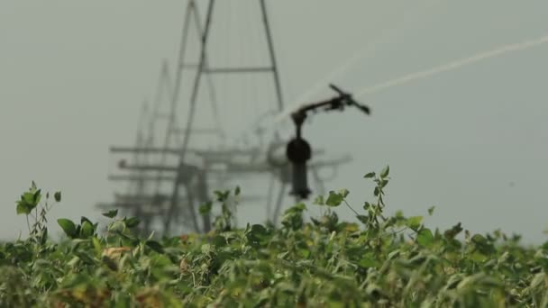 Sistema Riego Funciona Campo Verde Con Reenfoque Una Planta Primer — Vídeos de Stock