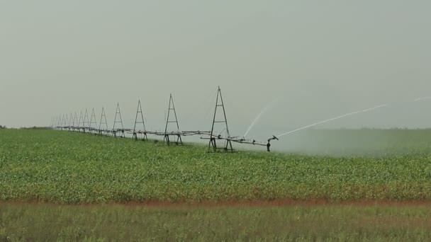 グリーン フィールド化合物 つ動画全般とフォア グラウンド 1080 Fps 化合物の植物で中間で灌漑システムの作業 — ストック動画