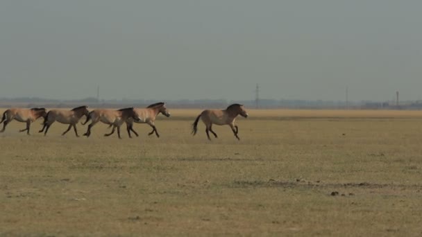 Herde Wilder Przewalski Pferde Galoppiert Einem Steppenslow Echtzeit 1080P 25Fps — Stockvideo