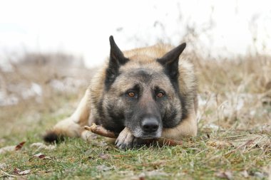 German Shepherd looks sad lyign on his paw with a stick in the winter field                                clipart